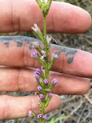 Liatris cokeri