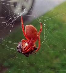 Eriophora ravilla
