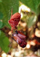 Eriophora ravilla