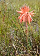 Aloe micracantha