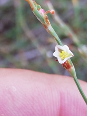 Polygonum maritimum