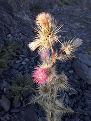 Cirsium eatonii clokeyi