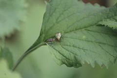 Poecilocapsus nigriger