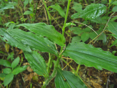 Aneilema aequinoctiale