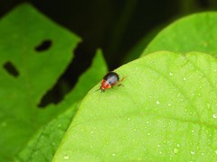 Hemithyrsocera palliata