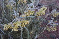 Gomphocarpus tomentosus tomentosus