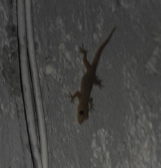 Hemidactylus frenatus