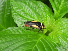 Hemithyrsocera vittata