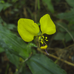 Aneilema aequinoctiale