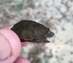 Sternotherus intermedius