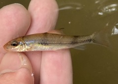 Bigeye Jumprock photo 4