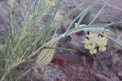 Gomphocarpus tomentosus tomentosus