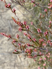 Micromyrtus ciliata