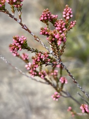 Micromyrtus ciliata