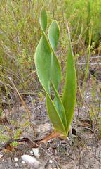 Cyrtanthus obliquus