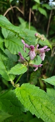 Stachys latidens