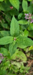 Stachys latidens