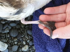 Pterodroma nigripennis