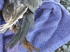 Pterodroma nigripennis