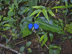 Commelina eckloniana