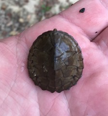 Sternotherus intermedius