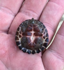 Sternotherus intermedius