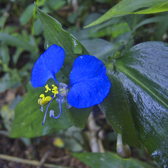 Commelina eckloniana