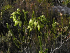 Erica urna-viridis