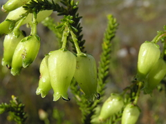 Erica urna-viridis