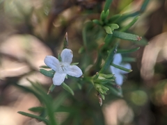 Polypremum procumbens image