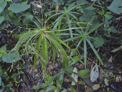 Cyperus albostriatus
