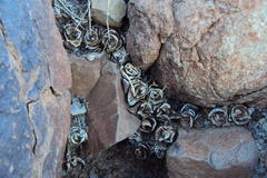 Haworthiopsis tessellata