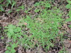 Galium arkansanum