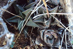 Haworthiopsis tessellata