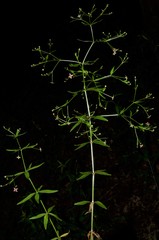 Galium arkansanum