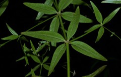 Galium arkansanum