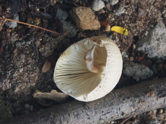 Leucoagaricus meleagris