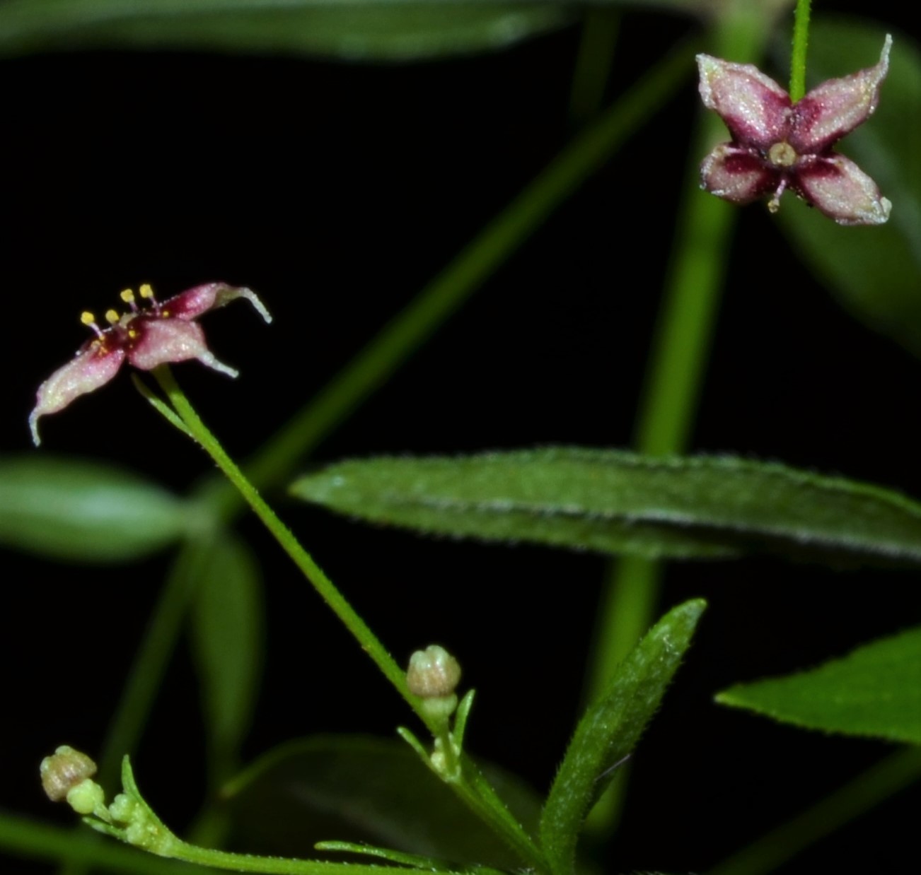Galium arkansanum