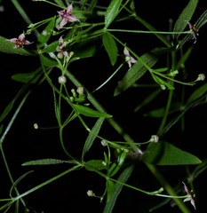 Galium arkansanum