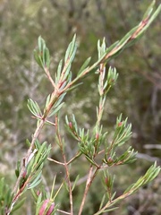 Darwinia biflora