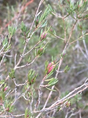 Darwinia biflora