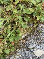 Heuchera glabra