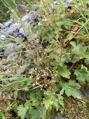 Heuchera glabra