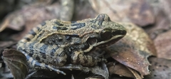 Leptodactylus fragilis