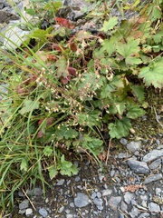 Heuchera glabra