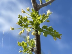 Bursera littoralis