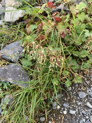 Heuchera glabra