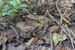 Leptodactylus fragilis