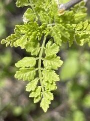 Bursera littoralis