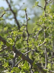 Bursera littoralis